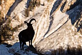 Italien, Piemont, Massif du grand Paradis, alter männlicher Steinbock über dem Dorf Valnontey