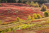 Canada, Nova Scotia, New Salem, autumnal fields