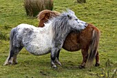 Ireland, County Donegal, Glenveagh National Park, Dunlewy, Shetland poneys