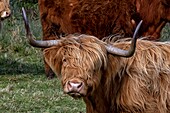 United Kingdom, Northern Ireland, Ulster, county Antrim, Highland cows around Murlough Bay