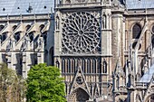 France, Paris, zone listed as World Heritage by UNESCO, the south rose window of Notre-Dame cathedral on the City island