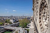 Frankreich, Paris, Gebiet, das von der UNESCO zum Weltkulturerbe erklärt wurde, die südliche Rosette der Kathedrale Notre-Dame auf der Stadtinsel