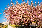 Frankreich, Paris, der Jardin des Plantes mit einem blühenden japanischen Kirschbaum (Prunus serrulata) im Vordergrund und der Grande Galerie des Naturhistorischen Museums