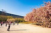 France, Paris, the Jardin des Plantes with a blossoming Japanese cherry tree (Prunus serrulata) in the foreground, Tai-chi class
