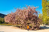 France, Paris, the Jardin des Plantes with a blossoming Japanese cherry tree (Prunus serrulata) in the foreground