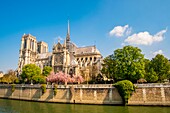 France, Paris, area listed as World heritage by UNESCO, Ile de la Cite, Notre Dame Cathedral in spring