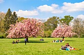 Frankreich, Hauts de Seine, der Park von Sceaux, Kirschblüten