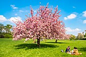 Frankreich, Hauts de Seine, der Park von Sceaux, Kirschblüten