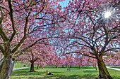 France, Hauts-de-Seine, Sceaux, park of Sceaux, North grove, cherry-trees (Prunus serrulata) blossoms
