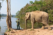 Laos, Provinz Sayaboury, Elefanten-Schutzzentrum, Elefant und sein Mahut