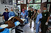 Indonesien, Sumatra, SOCP Quarantänezentrum, Rettung von Orang-Utans in Not durch Dr. Andreas Messikommer, Schweizer Chirurg, spezialisiert auf orthopädische und traumatologische Chirurgie, vor der Vergesellschaftung und Auswilderung in ihre natürliche Umgebung