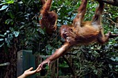 Indonesien, Sumatra, Rettung in Not geratener Orang-Utans, Pflege und Resozialisierung für die Wiederauswilderung