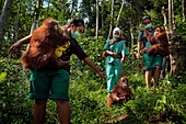 Indonesien, Sumatra, Rettung in Not geratener Orang-Utans, Pflege und Resozialisierung für die Wiederauswilderung