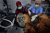 Indonesien, Sumatra, Rettung in Not geratener Orang-Utans, Pflege und Resozialisierung für die Wiederauswilderung