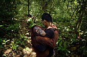 Indonesien, Sumatra, Rettung in Not geratener Orang-Utans, Pflege und Resozialisierung für die Wiederauswilderung