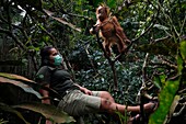 Indonesia, Sumatra, Rescuing troubled orangutans, care and resocialization for reintroduction into the wild