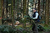 France, Doubs, Bartherans, forest, Aromacomtois, producer of essential oils of Jura softwood in Amancey, harvest of fir branches (Abies alba) for distillation