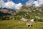 France, Isere, massif of Oisans, Ecrins National Park, in the hamlet of Berarde, donkeys to transport supplies to refuges