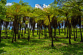 Blick auf Bäume in der Nähe des Bois Cheri Tea Estate, Savanne District, Mauritius, Indischer Ozean, Afrika