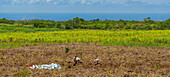 Blick auf Feldarbeiter und Landschaft bei Bois Cheri, Savanne District, Mauritius, Indischer Ozean, Afrika