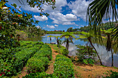 Blick auf die Außenansicht des Bois Cheri Tea Estate, Savanne District, Mauritius, Indischer Ozean, Afrika