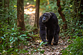 Schimpanse auf einem Waldweg, Budongo Forest, Uganda, Ostafrika, Afrika