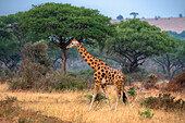 Rothschild-Giraffe im Murchison Falls-Nationalpark, Uganda, Ostafrika, Afrika