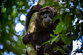 Schimpanse hält sich an einem Ast fest, Budongo Forest, Uganda, Ostafrika, Afrika