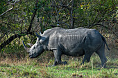 Nashorn im Ziwa-Nashorn-Schutzgebiet, Uganda, Ostafrika, Afrika
