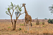 Rothschild-Giraffe im Murchison Falls-Nationalpark, Uganda, Ostafrika, Afrika