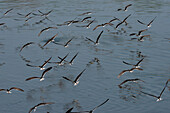 Flight of African skimmers along the Nile river, Murchison Falls National Park, Uganda, East Africa, Africa