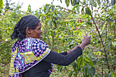 Coffee bean harvest in southern Rwanda, Africa