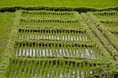 Reisfelder bei Muhanga, Ruanda, Afrika