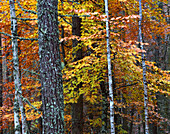 Waldgebiet im Herbst in der Nähe der Rogie Falls, Ross-shire, Highlands, Schottland, Vereinigtes Königreich, Europa