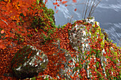 Waldgebiet im Herbst in der Nähe der Rogie Falls, Ross-shire, Highlands, Schottland, Vereinigtes Königreich, Europa