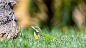 Antiguanische Anolis-Eidechse (Anolis Leachii), Bermuda, Nordatlantik, Nordamerika