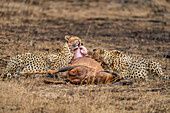 Männlicher Gepard (Acinonyx jubatus) verzehrt eine Antilope in der Maasai Mara, Kenia, Ostafrika, Afrika