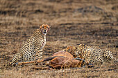 Male Cheetahs (Acinonyx jubatus) consuming an Antelope in the Maasai Mara, Kenya, East Africa, Africa