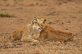 Zwei Löwen (Panthera leo), die sich in der Maasai Mara, Kenia, Ostafrika, Afrika, umarmen