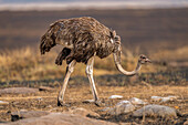 Ein Strauß (Struthio), in der Maasai Mara, Kenia, Ostafrika, Afrika