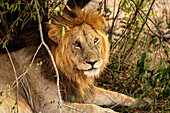 Ausgewachsener männlicher Löwe (Panthera leo) in der Maasai Mara, Kenia, Ostafrika, Afrika