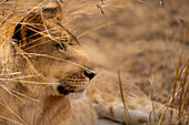 Ausgewachsener weiblicher Löwe (Panthera leo) in der Maasai Mara, Kenia, Ostafrika, Afrika