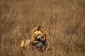 Ausgewachsener männlicher Löwe (Panthera leo) verzehrt einen Zebrakopf in der Maasai Mara, Kenia, Ostafrika, Afrika