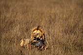 Adult male Lion (Panthera leo) consuming a Zebra head in the Maasai Mara, Kenya, East Africa, Africa