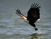 An African Fish Eagle (Icthyophaga vocifer), scooping a fish out of the water, Rwanda, Africa