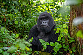 A Silverback mountain gorilla, a member of the Agasha family in the mountains of Volcanos National Park, Rwanda, Africa