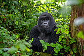 Ein Silberrücken-Berggorilla, ein Mitglied der Agasha-Familie, in den Bergen des Volcanos-Nationalparks, Ruanda, Afrika