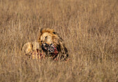 Ausgewachsener männlicher Löwe (Panthera leo) verzehrt einen Zebrakopf in der Maasai Mara, Kenia, Ostafrika, Afrika