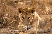 Ausgewachsener Löwe (Panthera leo) in der Maasai Mara, Kenia, Ostafrika, Afrika