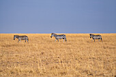 Zebras (Equus quagga) in den Grasländern der Maasai Mara, Kenia, Ostafrika, Afrika